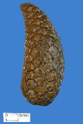 Image: Robert Lamberts © Robert Lamberts 